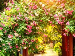 -谷咖啡·鲜花绿植花园餐厅