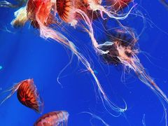 -海合安青岛极地海洋公园
