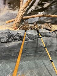 -Zoolung Zoolung动物主题公园(海信广场店)