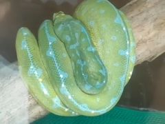 -上海大自然野生昆虫馆(东方明珠·爬宠昆虫探索中心)