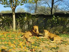 -北京野生动物园