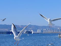 -海埂大坝