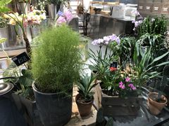 -植物学家的女儿(北马道巷店)