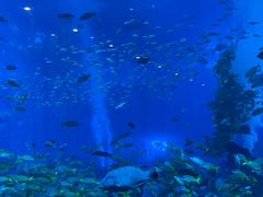 -亚特兰蒂斯•OSSIANO奥西亚诺海底餐厅