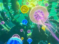 -海合安青岛极地海洋公园