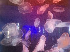 -青岛海底世界-水族馆