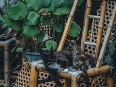-潜口民宅博物馆