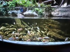-迪拜水族馆及水下动物园
