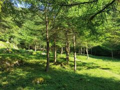 -武陵山森林公园