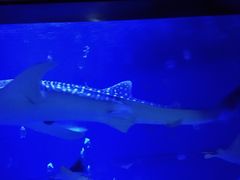 -烟台海昌鲸鲨海洋公园