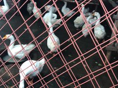 -鱼窝棚柴火铁锅炖(富山屯店)