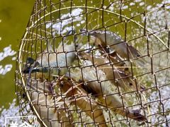 -光头佬钓虾场·烧烤·聚餐·亲子(金沙洲店)