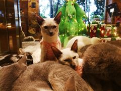 -more than meow吴止猫主题餐厅(承德 中船汇店)