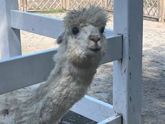 -哈尔滨北方森林动物园