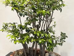 -石家庄市植物园