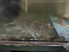 -成发鱼生