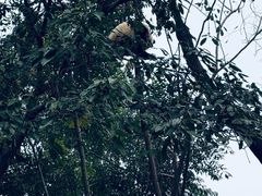 -成都大熊猫繁育研究基地