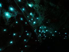 -怀托摩萤火虫洞