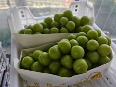 -马陆小张葡萄园农家乐