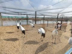 -盐城丹顶鹤湿地生态旅游区