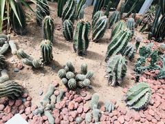 -郑州植物园