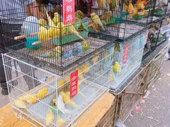 -哈尔滨道外花鸟鱼市场