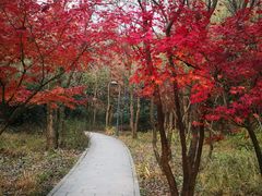 -西湖风景区-江洋畈生态公园