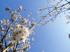 -樱桃山旅游景区