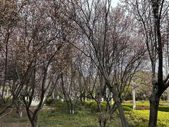 -紫薇公园