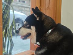 -是阿柴呀！柴犬咖啡·爱喵喵猫咖