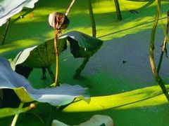 -长兴太湖图影湿地文化园