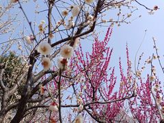 -南京古林公园
