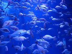 -成都浩海立方海洋公园