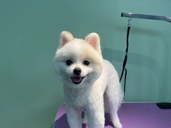 -喵宠乐园·撸猫互动·猫舍