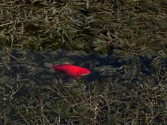 -观唐（国际）度假村温泉