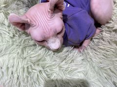 -藏猫猫咖啡主题馆(中央大道店)