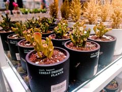 -KKV(深圳宏发大仟里店)