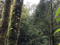 -龙苍沟森林公园