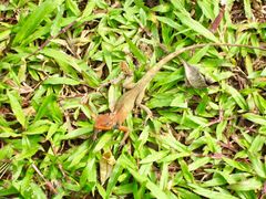 景点-湖光岩风景区