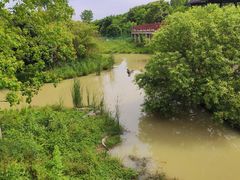 -中国扬子鳄村