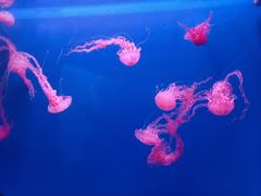-大连老虎滩海洋公园