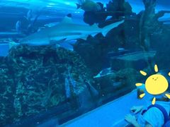 -乐从天佑城海洋馆