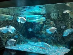 -太平洋海底世界