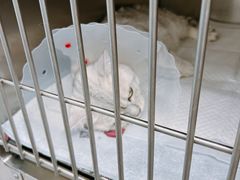 -中农国际动物医院24小时·猫科·骨科·急重症中心