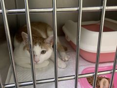 -安安宠医·安宠宠物医院