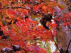 -证大大拇指广场(芳甸路店)