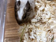 -酷以爬仙阁实体爬宠店·守宫·蜥蜴·专业繁育