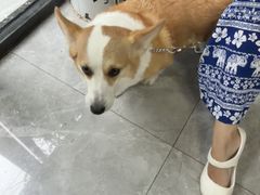 -半岛宠物医院24小时(白果林店)