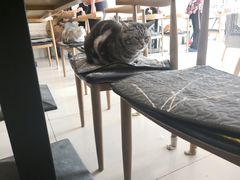 -平行世界·猫咖(首经贸店)