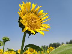 -汉长安城未央宫国家考古遗址公园